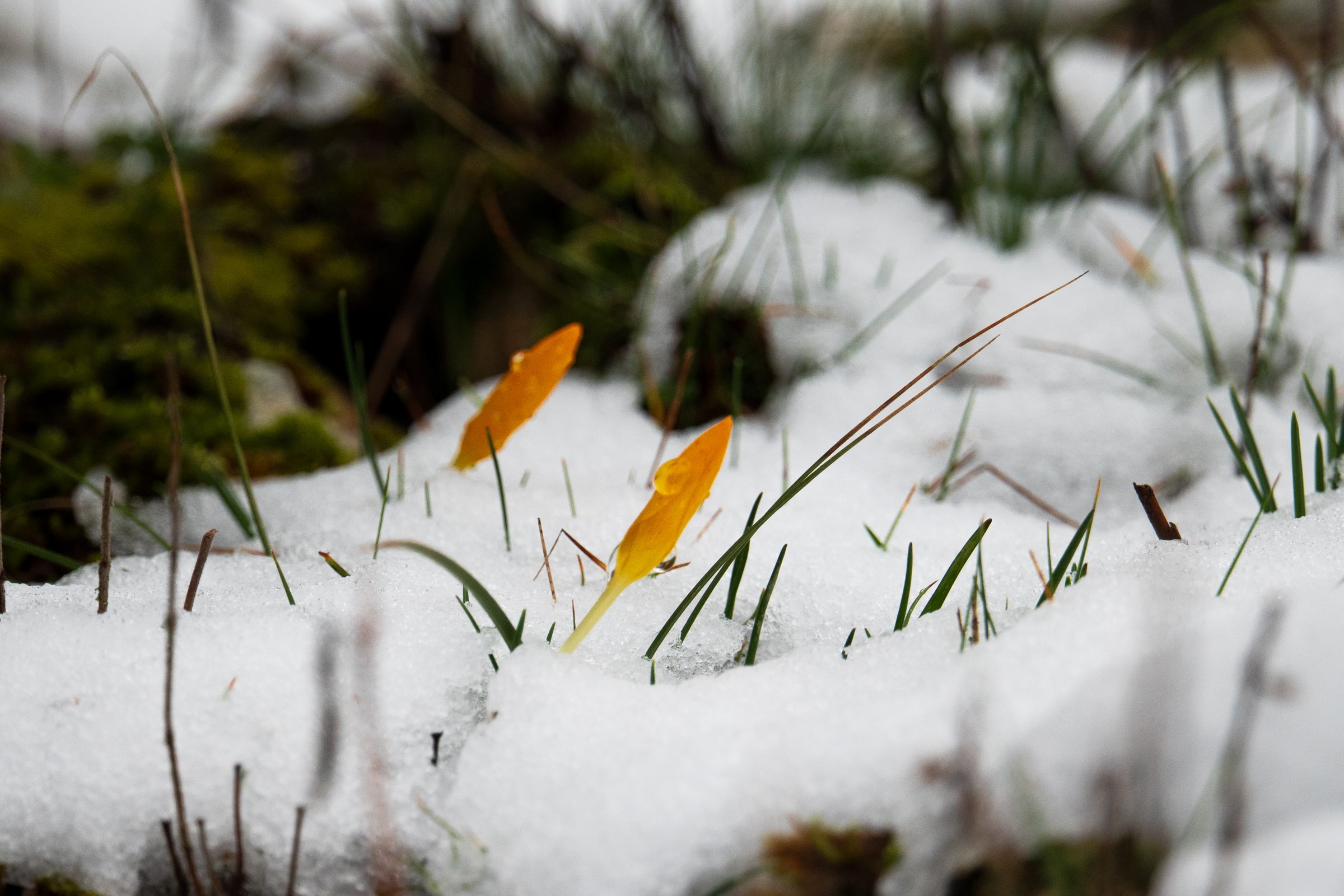 Spil’de Kuruyan Şelale Yeniden Coştu: Endemik Çiçeklere 699 Bin TL Ceza Belirlendi