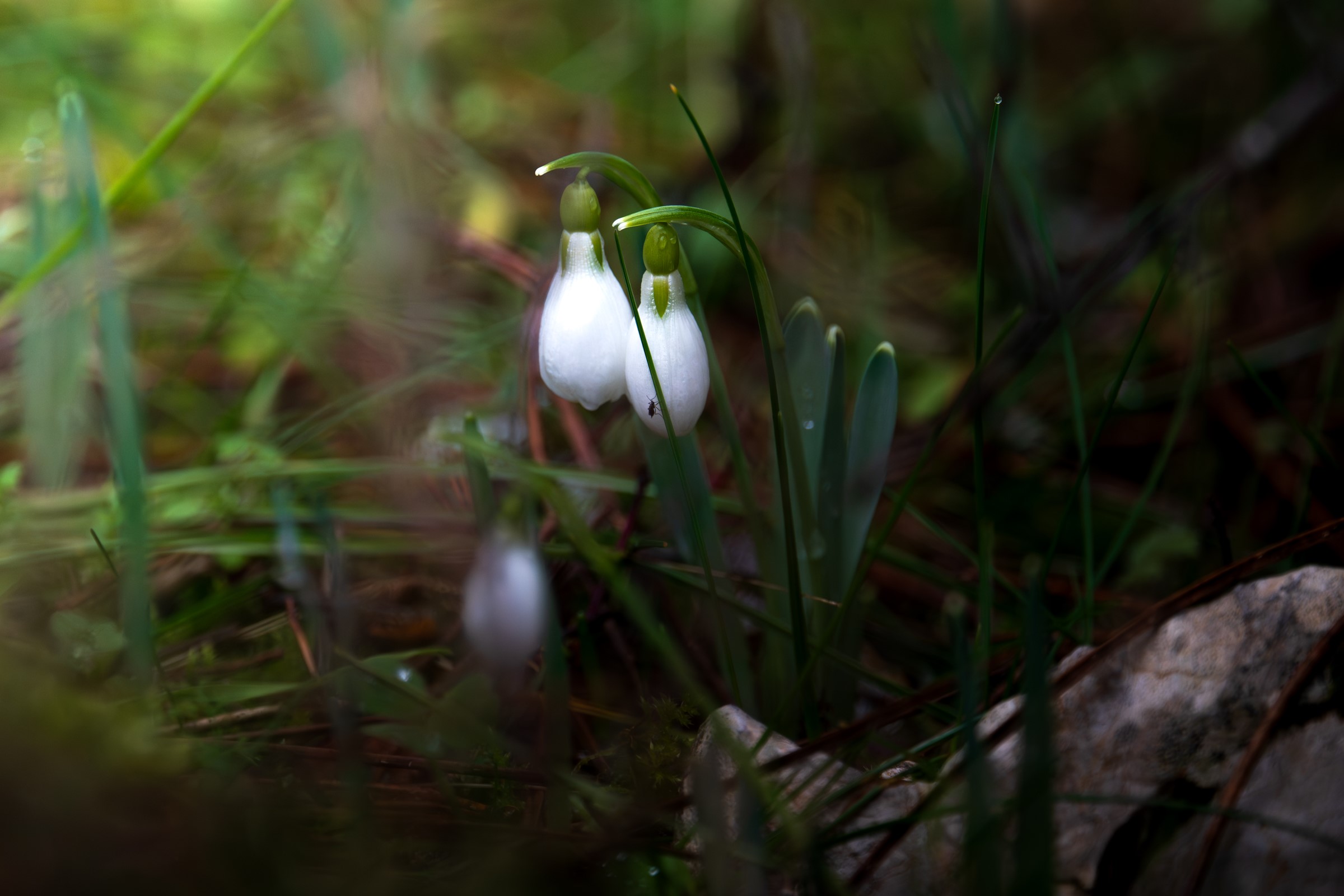 Spil’de Kuruyan Şelale Yeniden Coştu: Endemik Çiçeklere 699 Bin TL Ceza Belirlendi