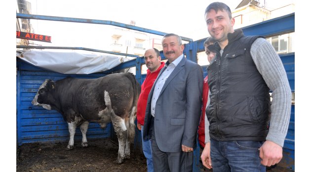 1.5 tonluk dana görenleri şaşırttı