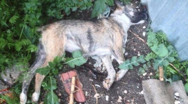 10 köpek zehirlenerek katledildi