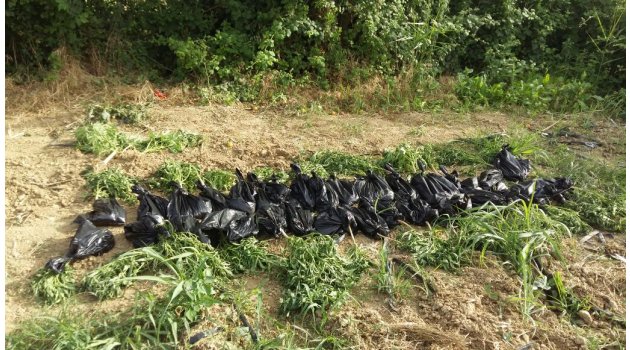 137 kök Hint kenevirini başka yere ekmek için paketlediği esnada yakalandı