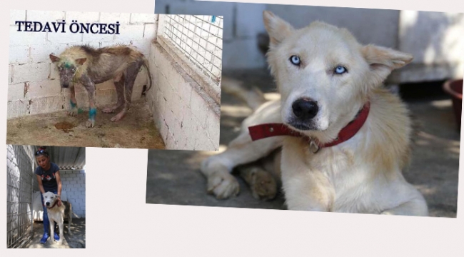 Köpeğin son hali şaşırttı