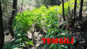 Turgutlu'da 1000 köke yakın hint keneviri ele geçirildi