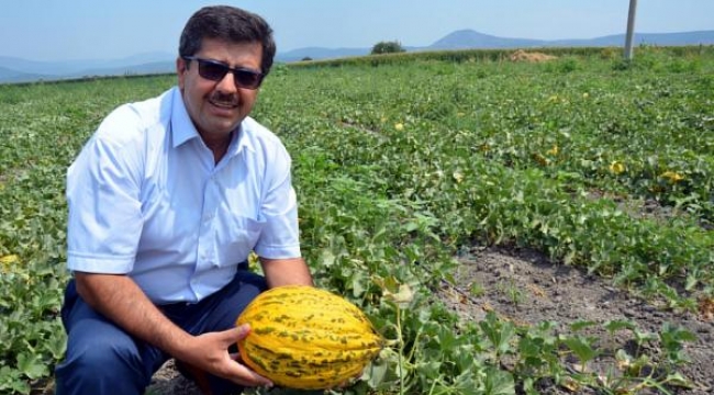  Kavununda hasat başladı