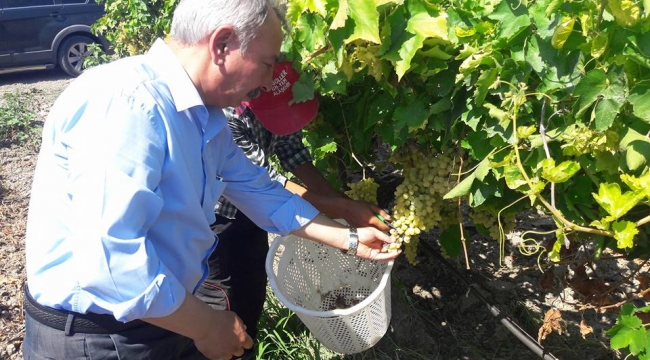 Milletvekili Nurlu: Üzümü ucuza kapatmaya çalışıyorlar