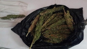 Esrar'dan 11 kişi hakkında işlem yapıldı