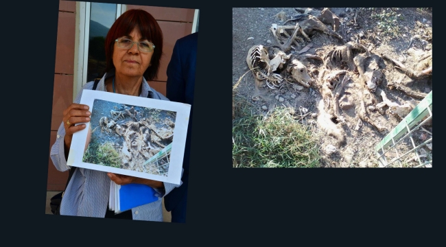 Hayvan bakımevindeki görüntülerle ilgili 2 kişi hakim karşısında