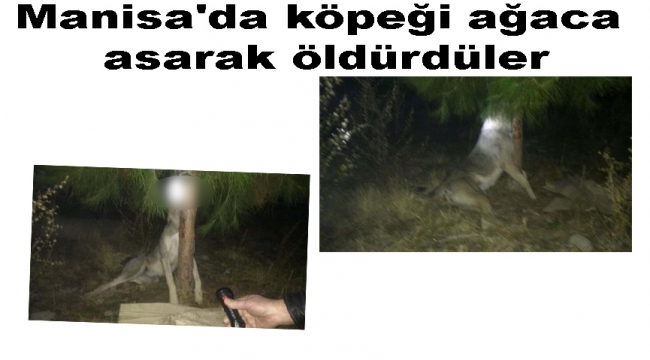 Köpeği ağaca asarak öldürdüler