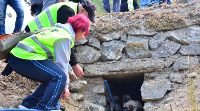 Manisa Telsiz Radyo Amatörleri ve Arama Kurtarma Derneği sokak hayvanlarına sahip çıktı