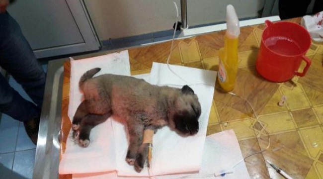Yavru köpek çöp arabasında veterinere götürüldü