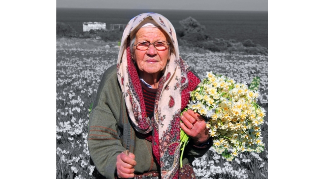 Nergis bitiyor