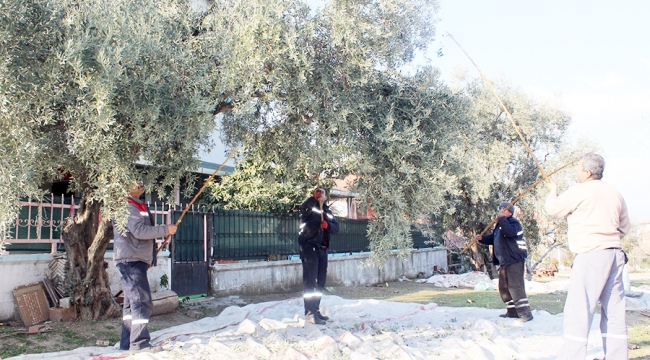 Parklardaki zeytinler yağ olarak yardıma muhtaçların sofrasında