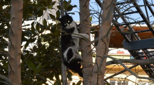 Yaramaz kedi