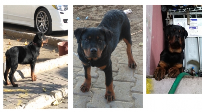 5 aylık köpeğim çalındı bulanların,görenlerin, yerini bilerin 