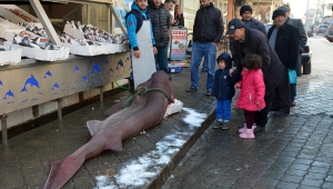 Camgöz köpekbalığı ilgi odağı oldu