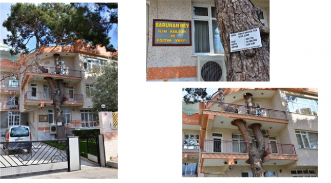 Örnek ağaç sevgisi