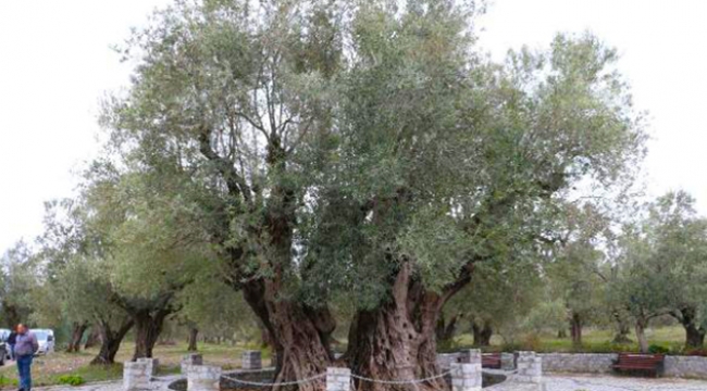 1655 yıllık zeytin ağacının tanıtımı yapılacak