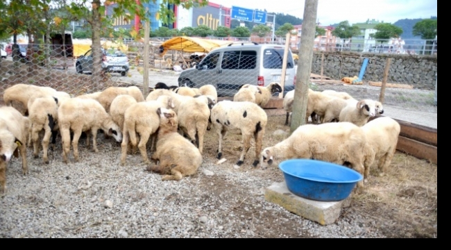 Çiftlik yangınında 40 baş küçükbaş hayvan kurtarıldı