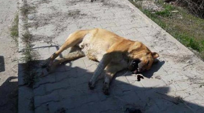 Köpekleri hedef tahtası yaptılar