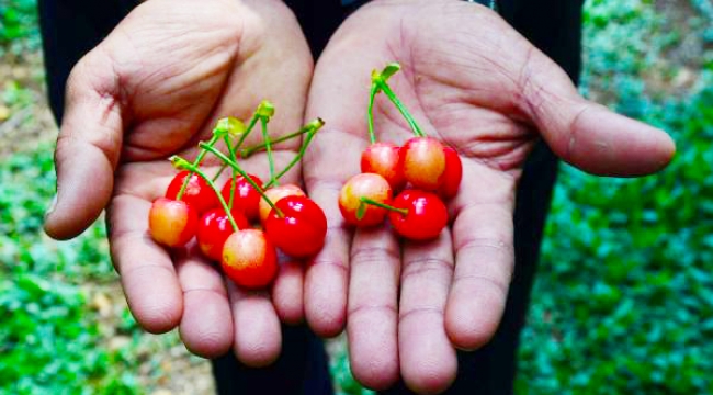 Sezonun ilk kirazı Manisa'dan