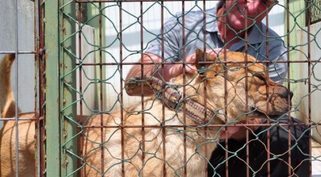 Çoğu pitbull 39 köpek rehabilite ediliyor