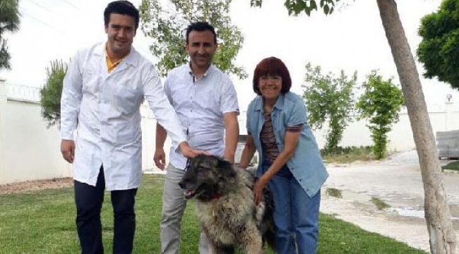 Pittbull'lu bıçaklı saldırı kurbanı sokak köpeğine belediye sahip çıktı