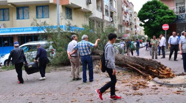 Şiddetli lodosta devrilen ağaç 2 otomobilin üstüne düştü