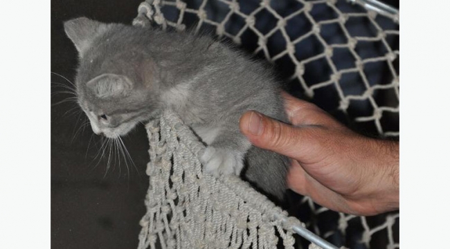 Yavru kedi sıkıştığı yerden 5 saat sonra kurtarıldı