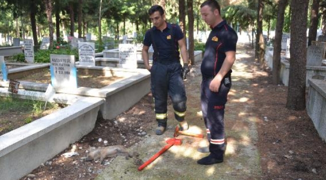 İki mezar arasına sıkışan yavru domuz telef oldu