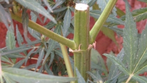 Jandarmanın uyuşturuculara yönelik operasyonları devam ediyor