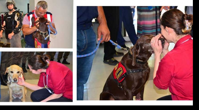 Sevimli hareketleri ile kendilerine hayran bırakan köpekleri sevdi