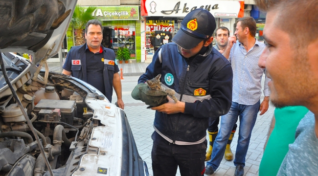 Yavru kediyi, bırakılan  uyarı notu  kurtardı