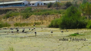 Burası Turgutlu  (VİDEO)