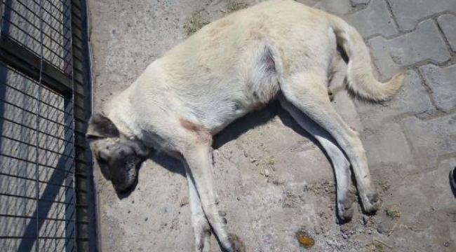 Köpek ve kedileri zehirleyerek öldürdüler