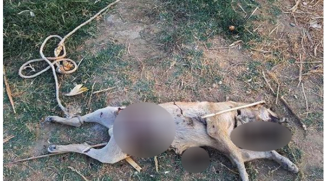 Turgutlu'da köpek işkenceyle telef edildi iddiası