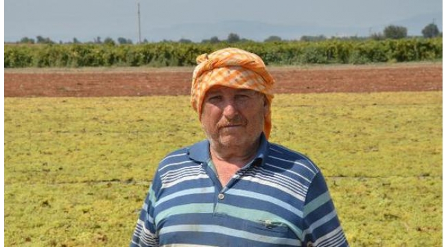 İngiltere, 5 çayında Türk kuru üzümü tüketiyor