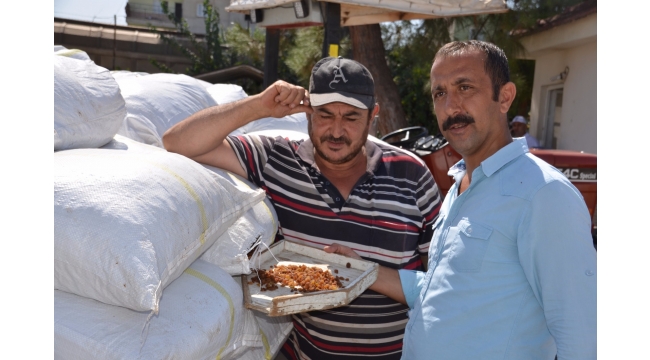 TMO Tariş depolarında kuru üzüm alımına başladı