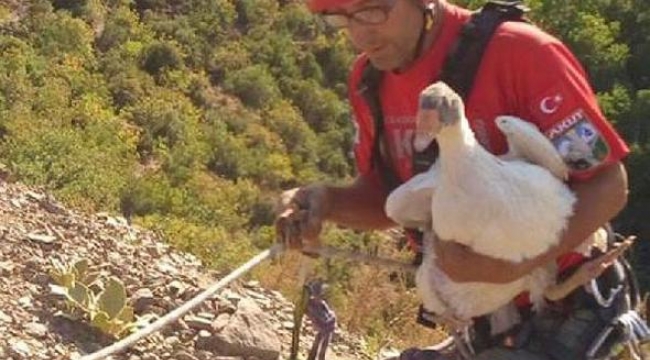 Uçuruma düşen kazları AKUT kurtardı
