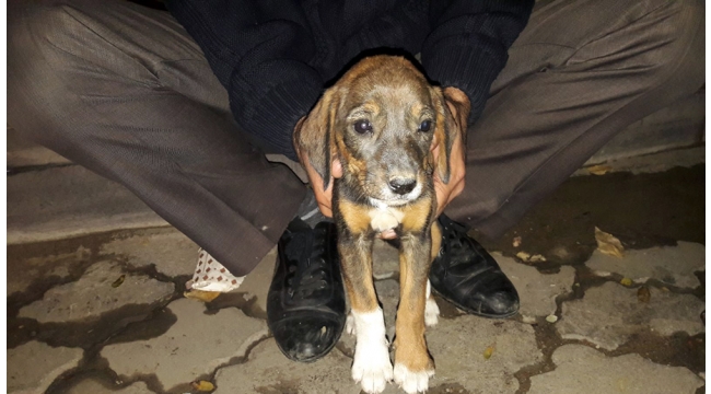 Araç altında kalan köpeği itfaiye kurtardı