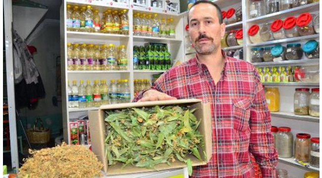 Ihlamurun kilosu 350 lirayı buldu