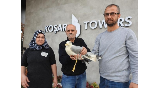 Yaralı martıya sahip çıktılar
