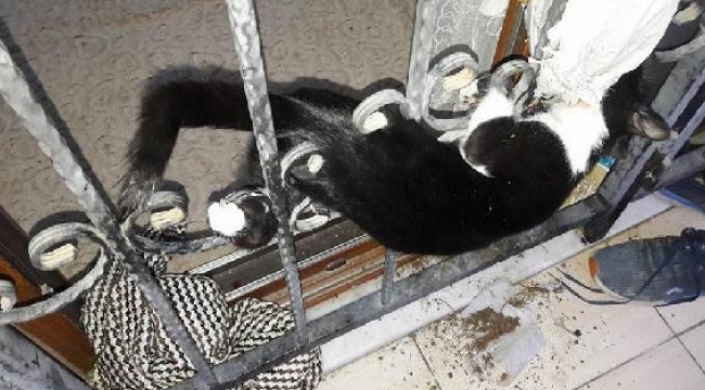 Kapı demirlerine sıkışan kediyi itfaiye kurtardı