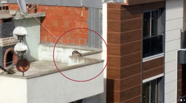 Çatıda mahsur kalan kedi, yedi gündür azap çekiyor