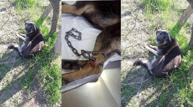 Köpeğin içler acısı hali yürek sızlattı