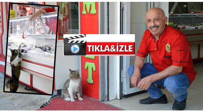 �Yeşim� bugün de geldi, kasaptan et alıp karnını doyurdu GÜNCEL