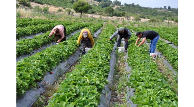 Burası 'Çilek Köy'