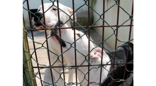 Pitbulllar, klasik müzikle sakinleştiriliyor