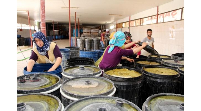 Orta Doğu ülkelerine Alaşehir'den salamura yaprak