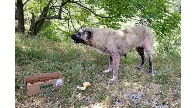 'Sokak hayvanları ölüme terk ediliyor' iddiası