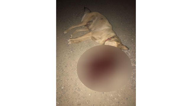 "ZEVK İÇİN KÖPEK VURDULAR "